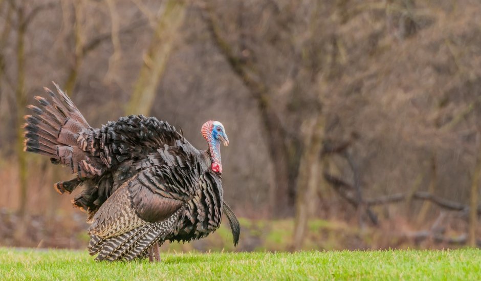 Wild Turkey индюк