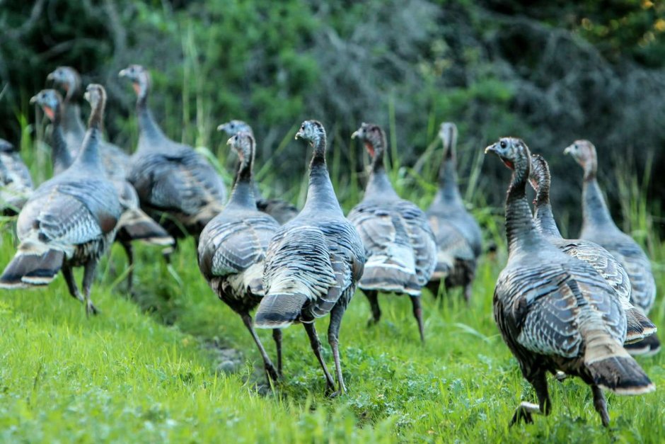 Индейка обыкновенная meleagris gallopavo