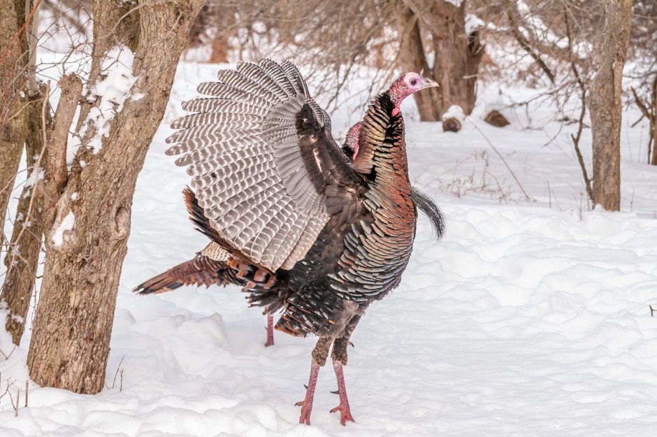 Индейка обыкновенная meleagris gallopavo
