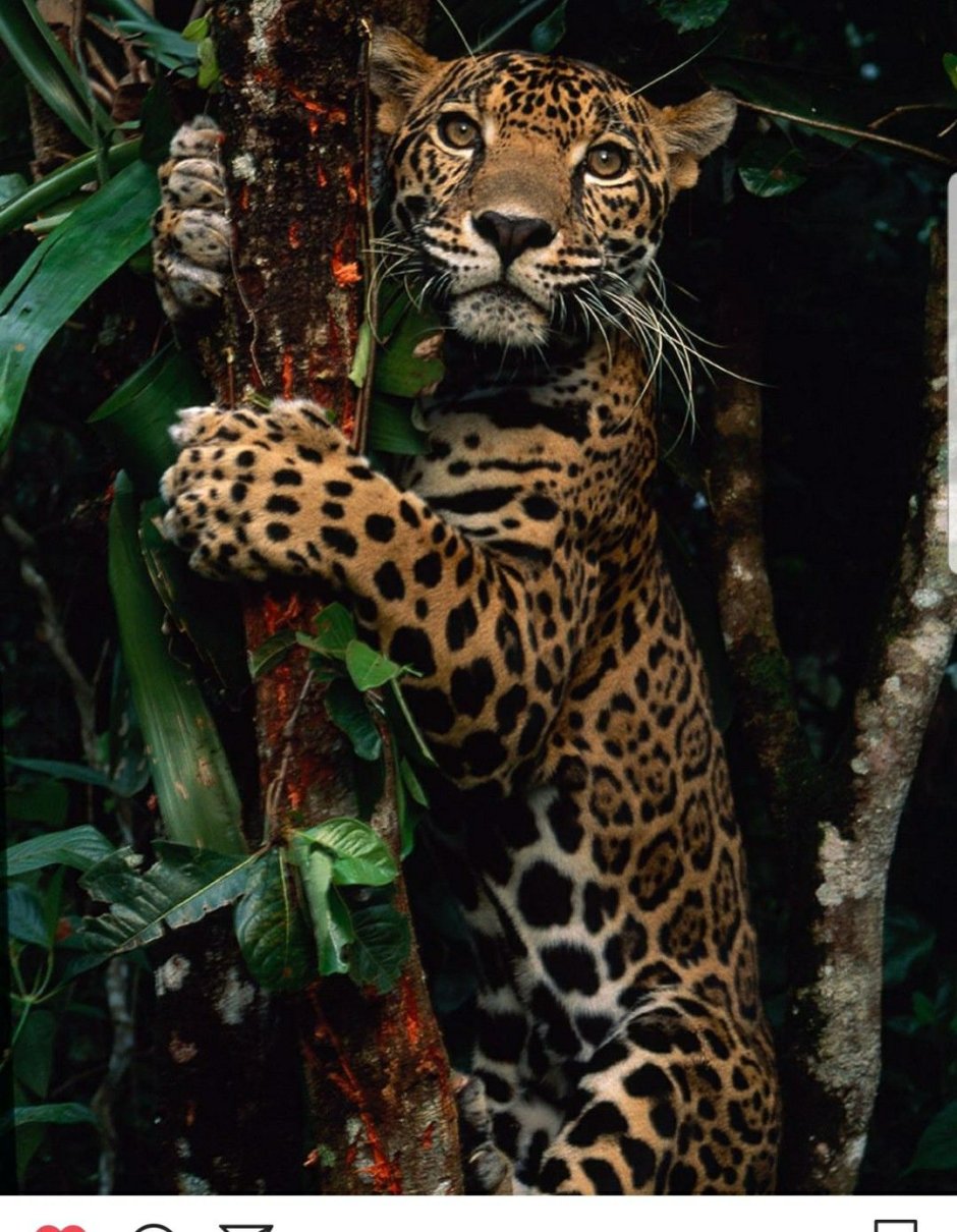 Ягуар животное