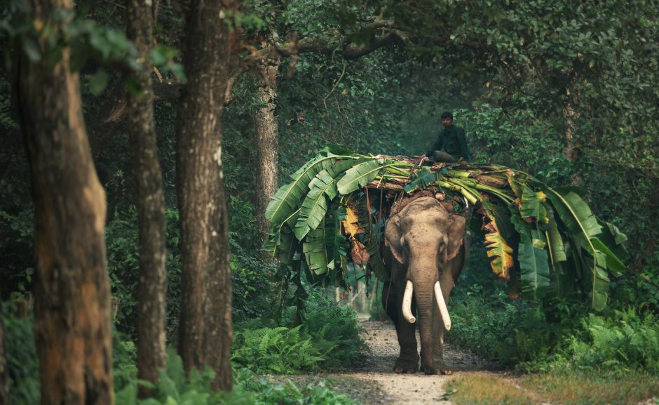 Джунгли в Индии слон