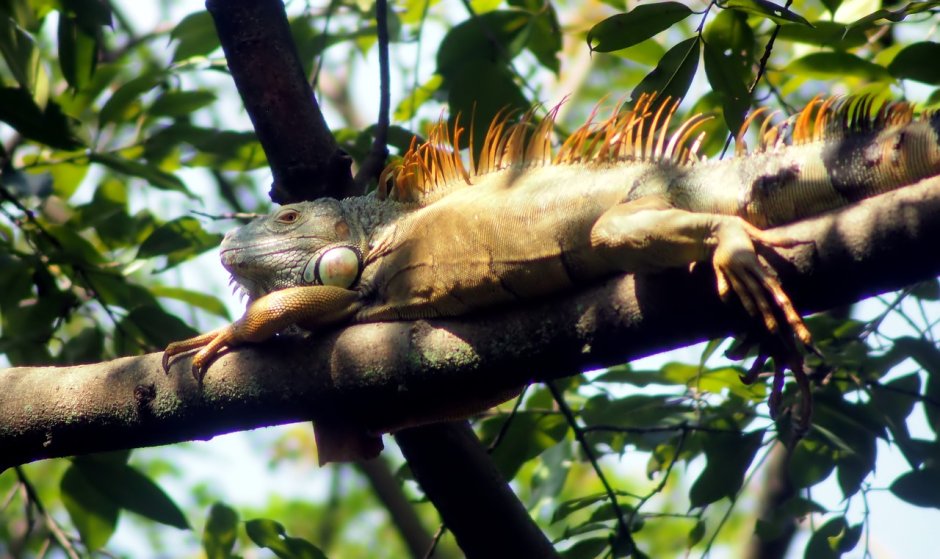Звери которые живут в джунглях