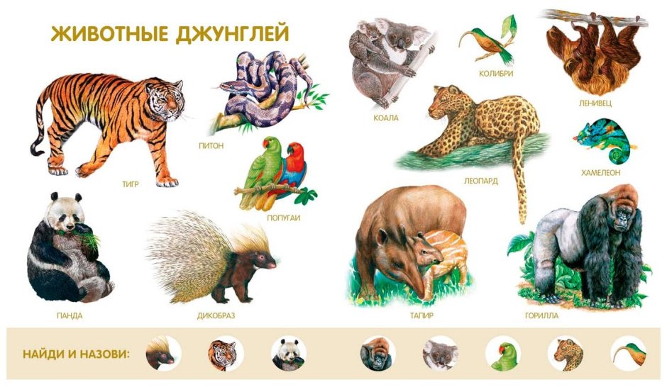 Животные джунглей с названиями