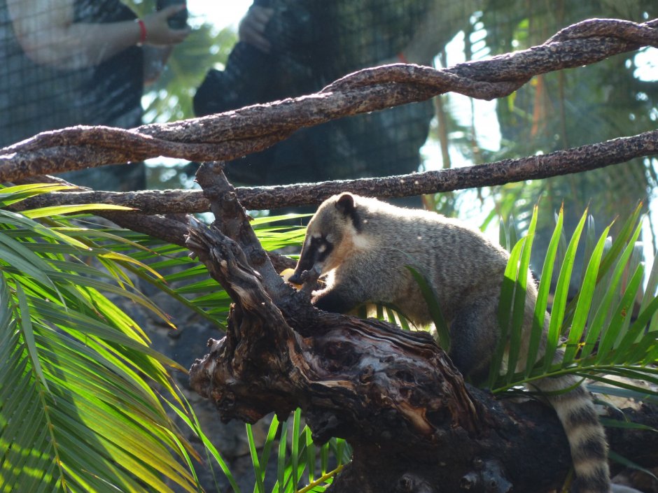 Животные джунглей