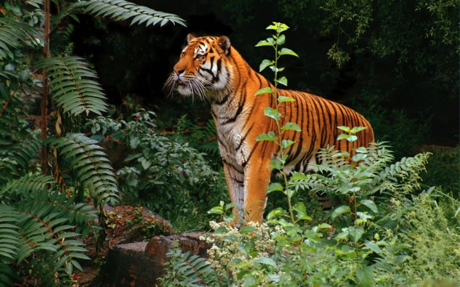 Тигр в тропиках