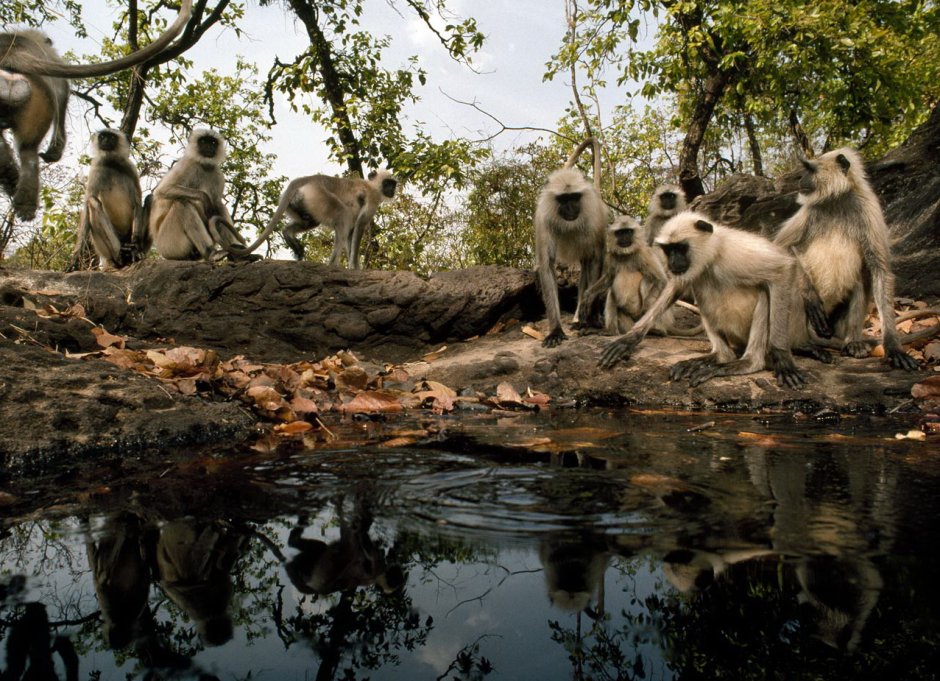 Индия природа и животный мир