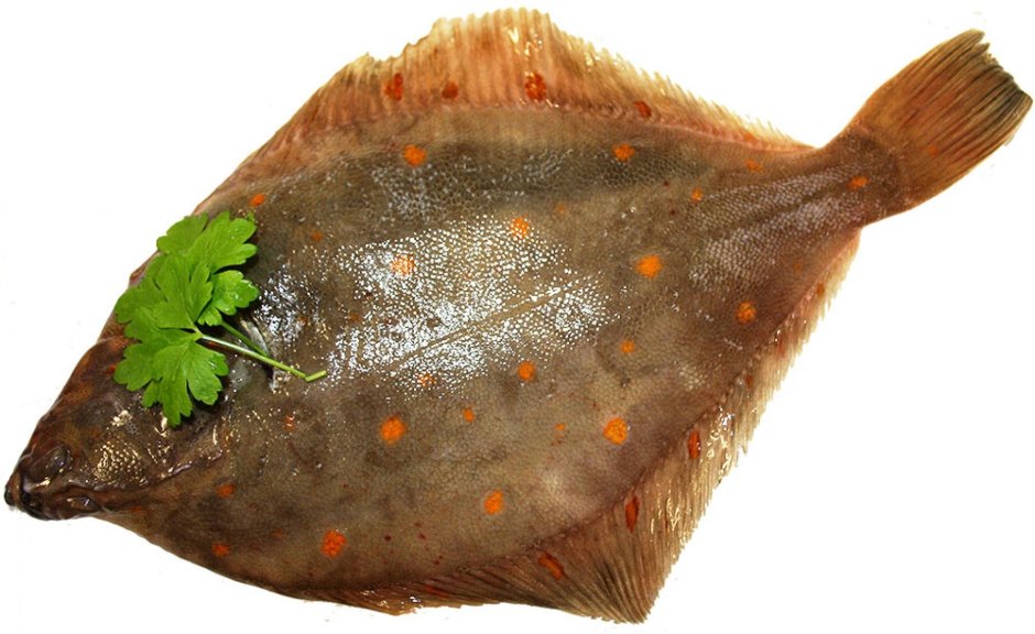 Камбала pleuronectes platessa
