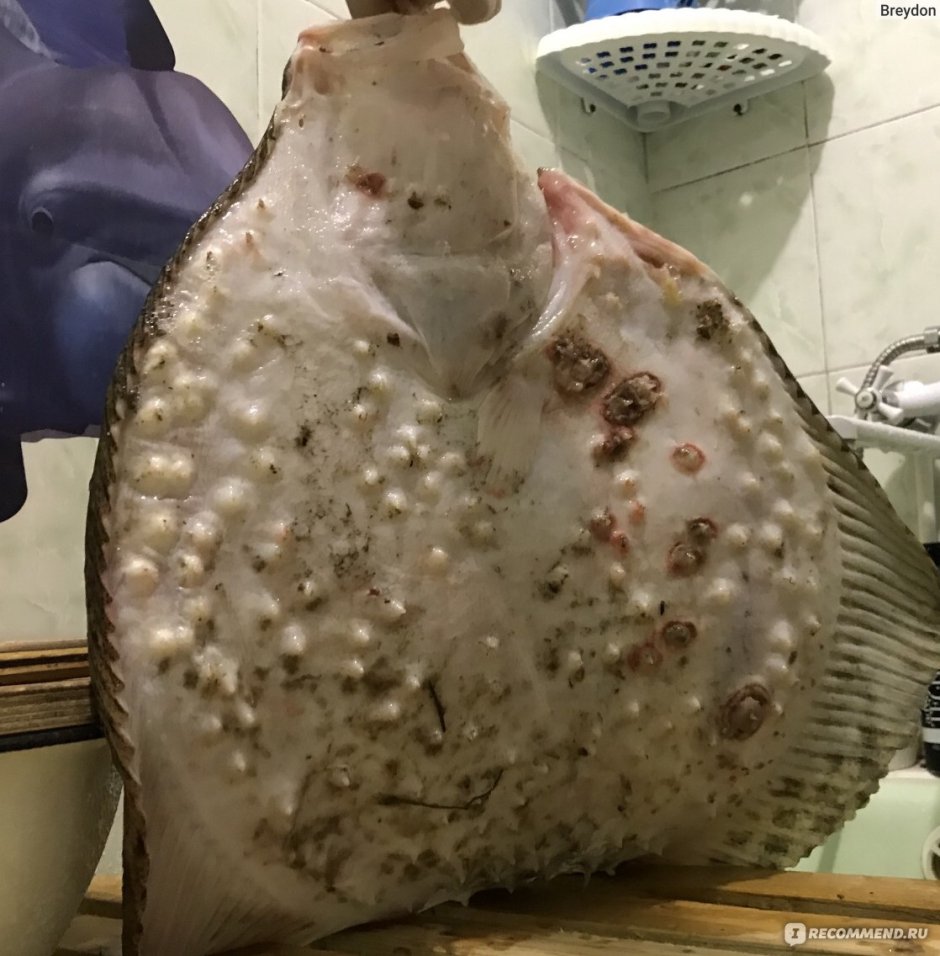 Камбала с пятнами
