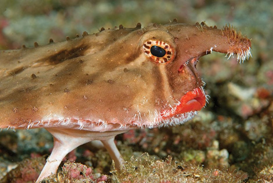 Камбала pleuronectiformes