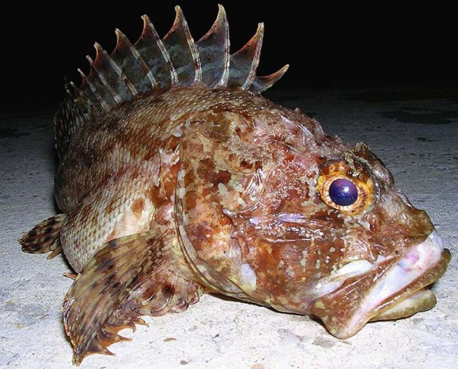 Морской Ерш скорпена