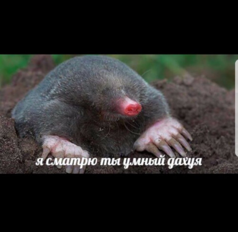 Крот землеройка