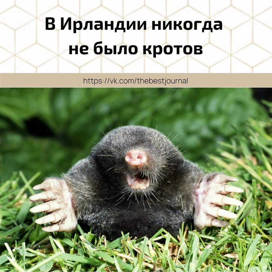 Крот для детей