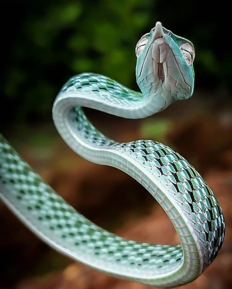 Змея Моноклевая Кобра