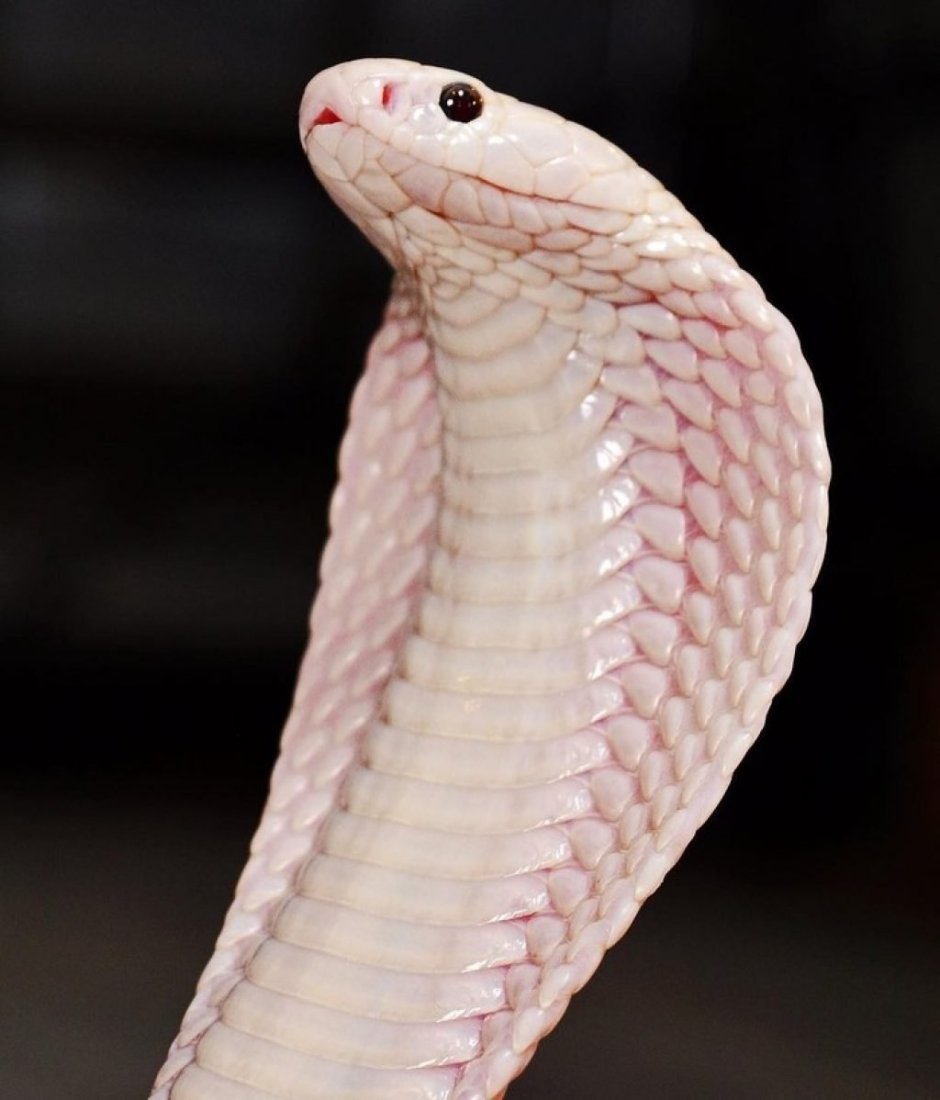 Моноклевая Кобра