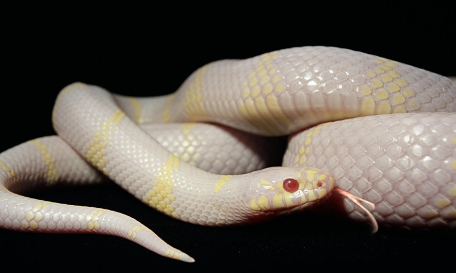Королевская змея Калифорнийская Albino