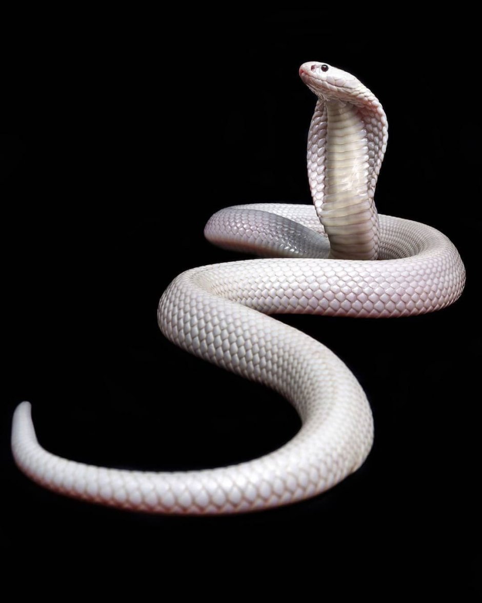 Королевская Кобра альбинос