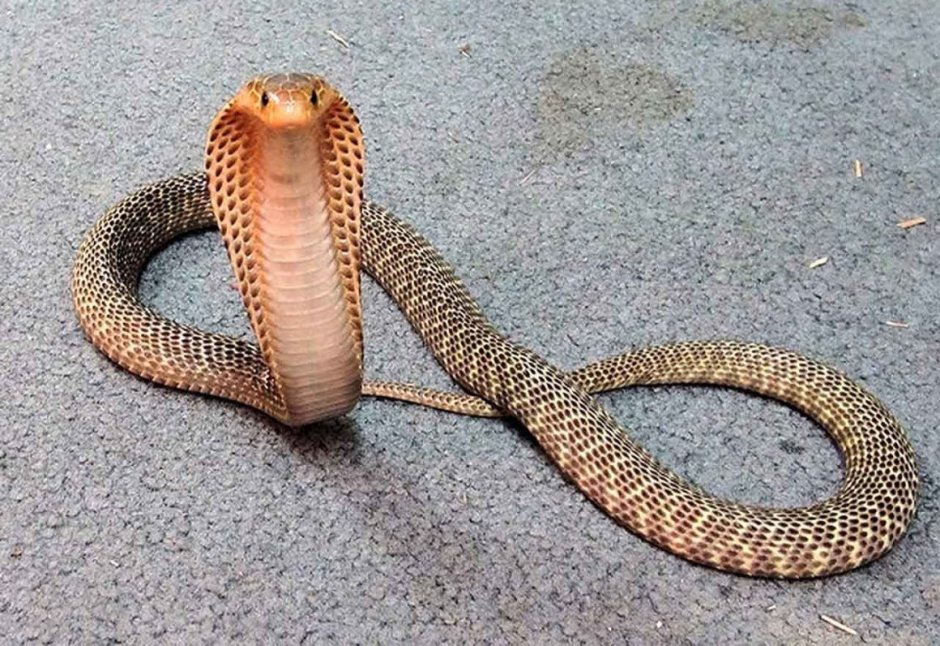 Филиппинская Кобра