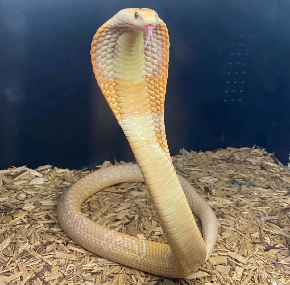 Моноклевая Кобра леуцист