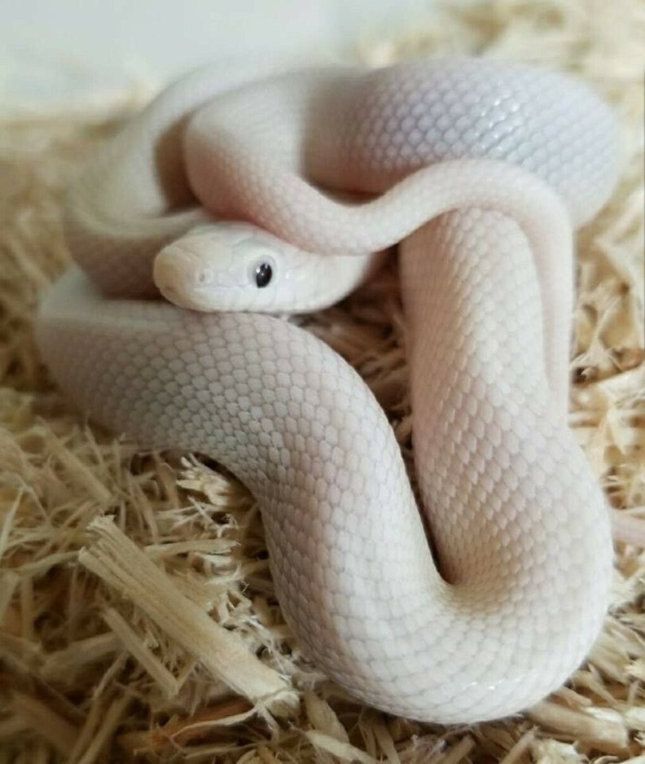 Маисовый полоз альбинос