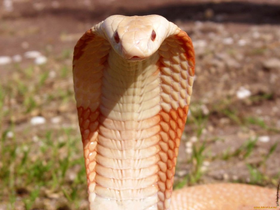 Королевская Кобра альбинос
