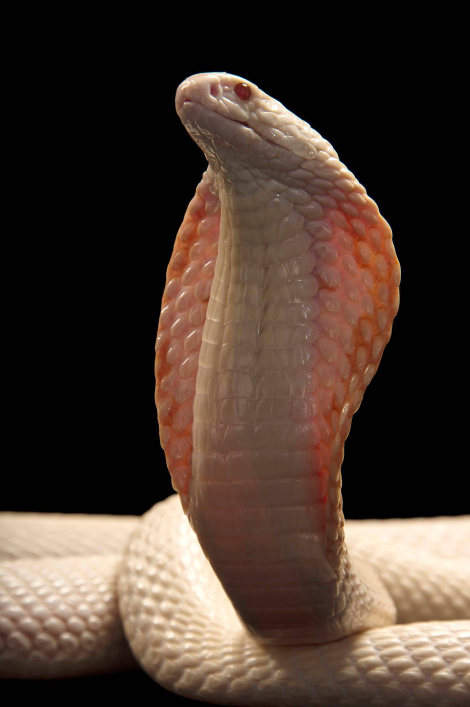 Моноклевая Кобра