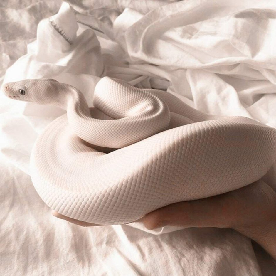 Полоз леуцист