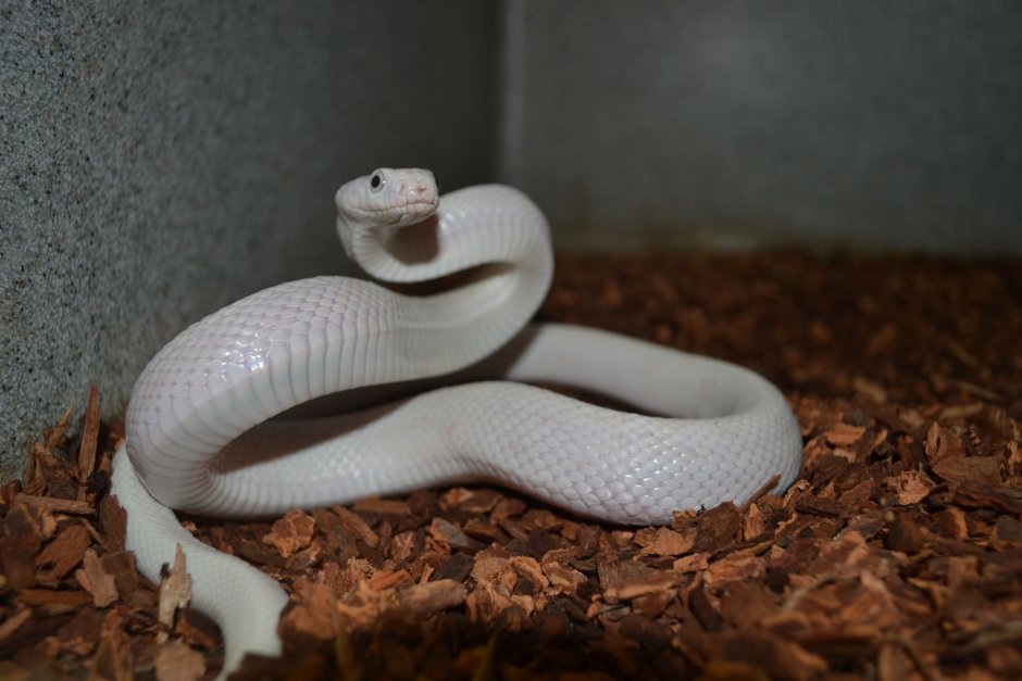 Змея альбинос Королевская Кобра