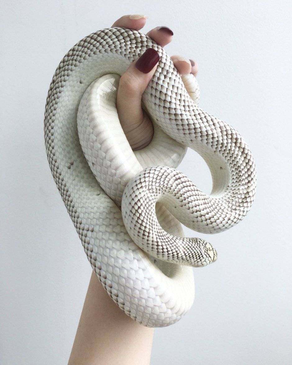 Брукси Королевская змея