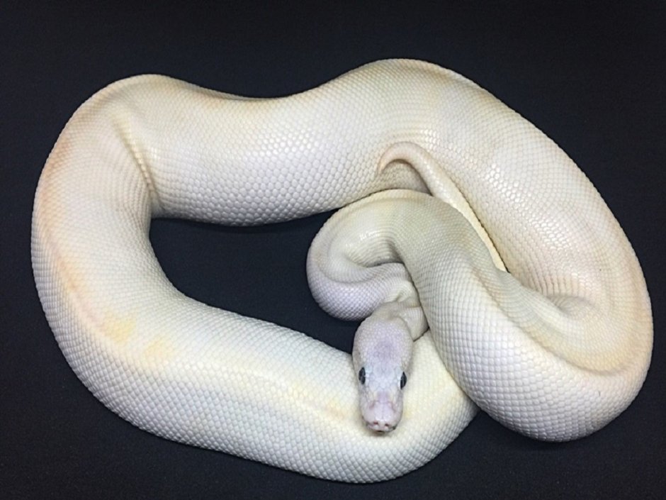 Королевский питон Ivory