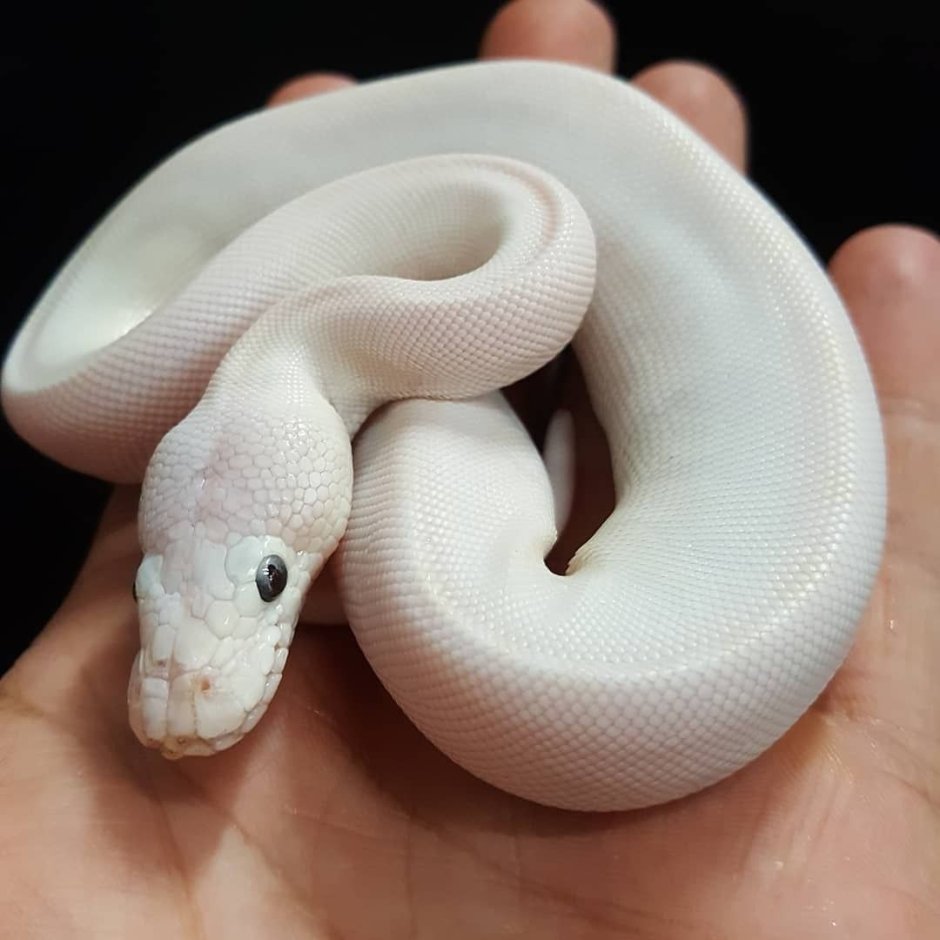 Маисовый полоз альбинос