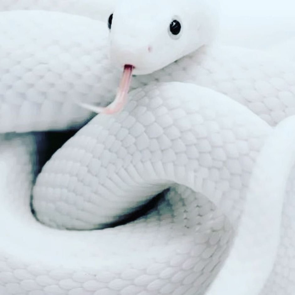 Полоз леуцист