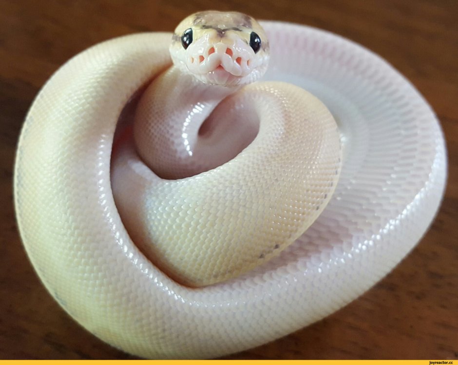 Питон леуцист