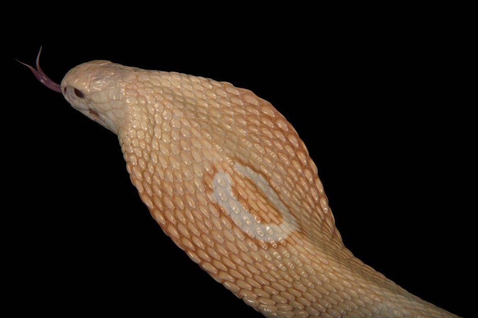 Моноклевая Кобра