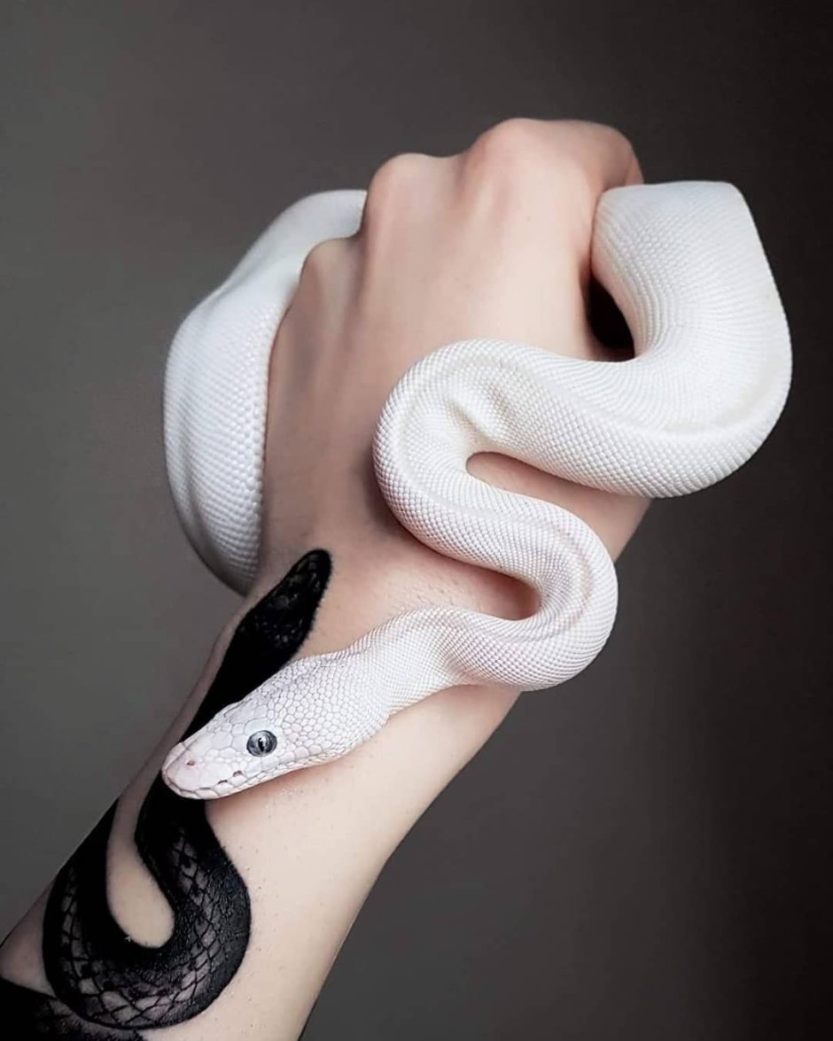 Королевский питон белый