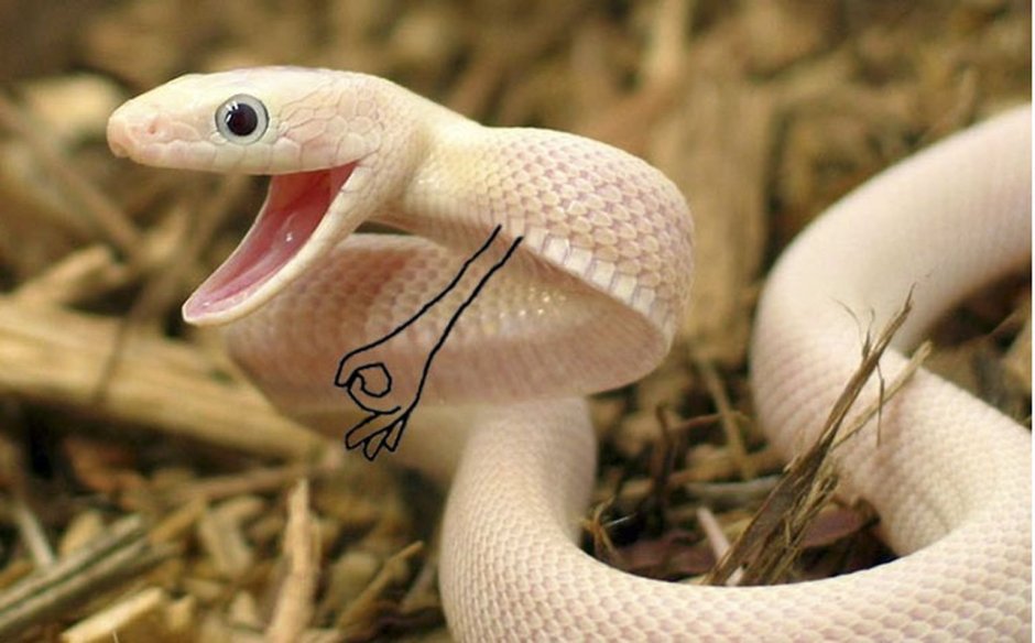 Техасский полоз леуцист