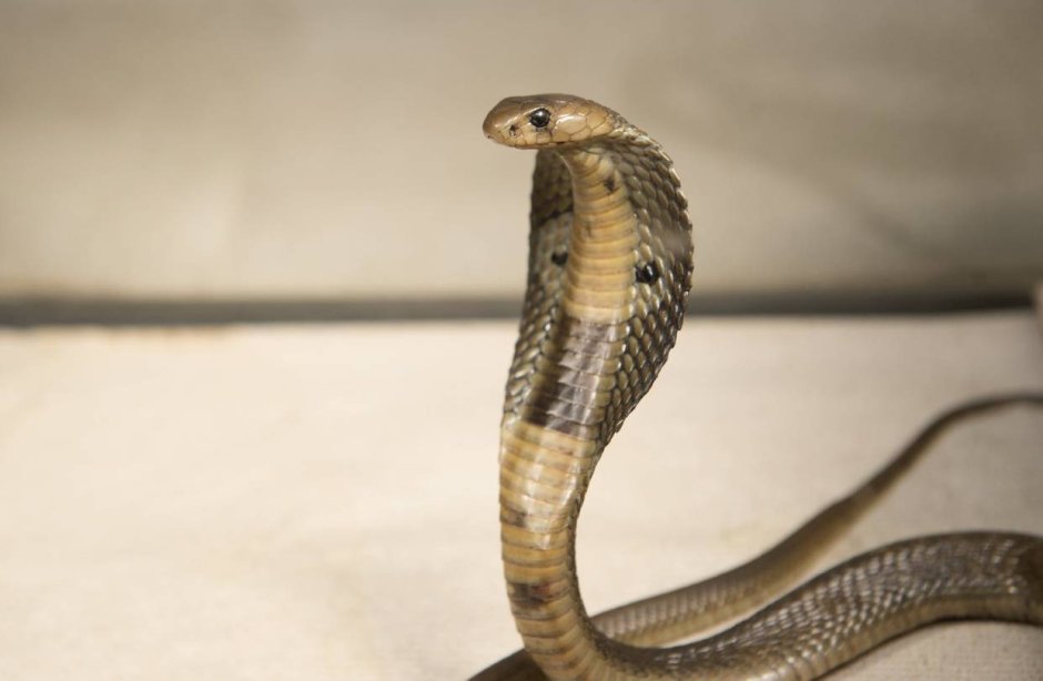Яд королевской кобры