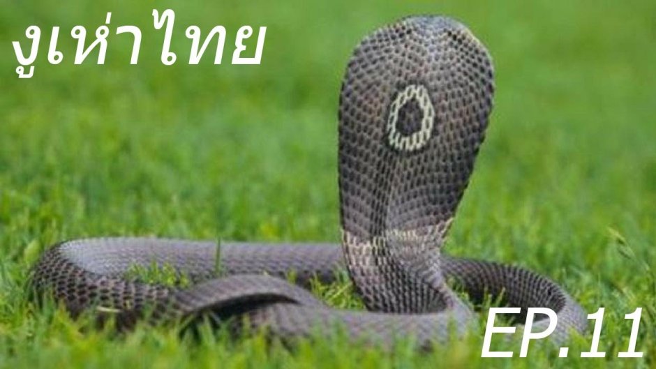 Ошейниковая Кобра