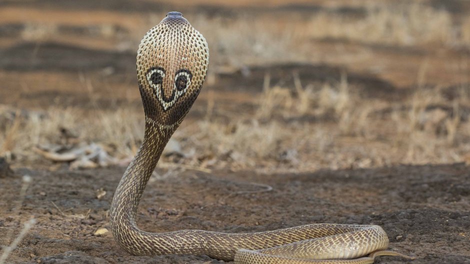 Индийская очковая Кобра