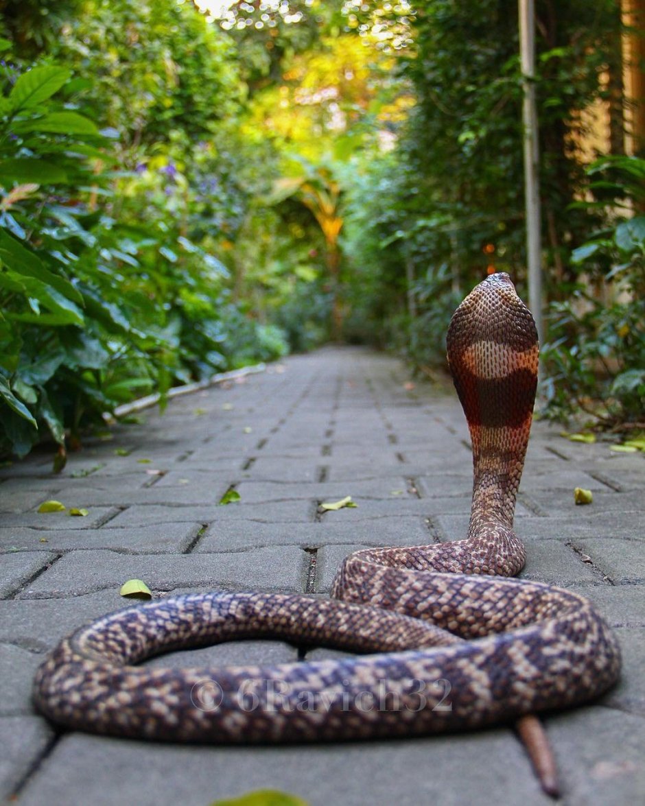 Моноклевая Кобра