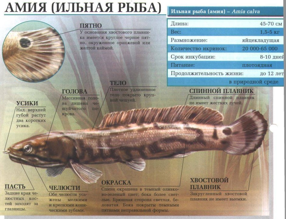 Пышногрудые красотки в постели