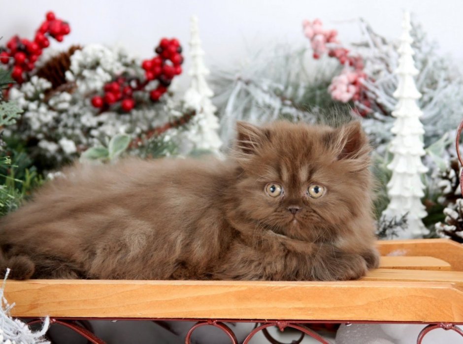 Йоркская Шотландская кошка