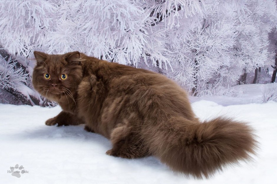 Котенок британец шоколад