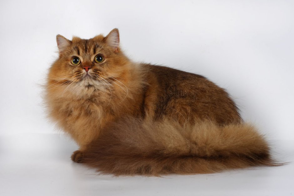 Котик коричневый а робот серый