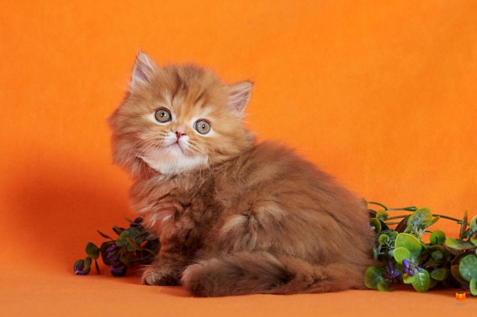 Шоколадный кот британец котенок