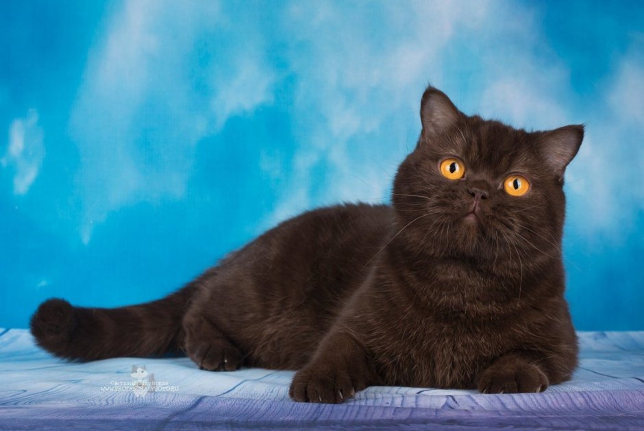 Британская длинношёрстная кошка