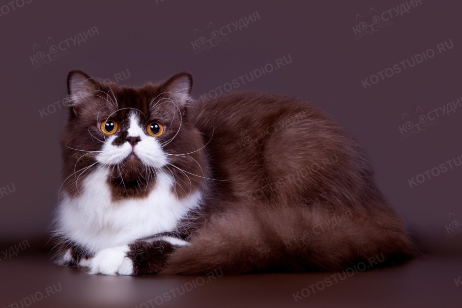Шотландский прямоухий кот шоколадный