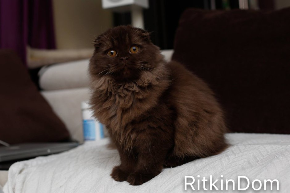 Сибирские коты черные