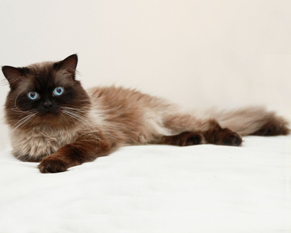 Шотландская вислоухая кошка коричневая