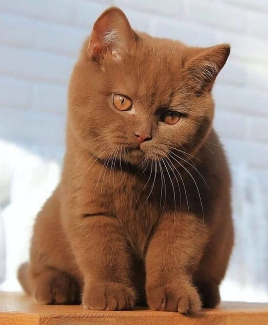 Шоколадный британец котенок