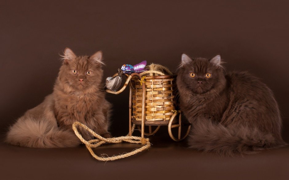 Невская гималайская Сиамская кошка